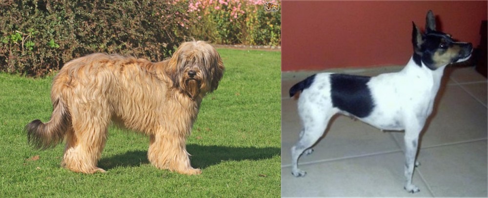 Miniature Fox Terrier vs Catalan Sheepdog - Breed Comparison