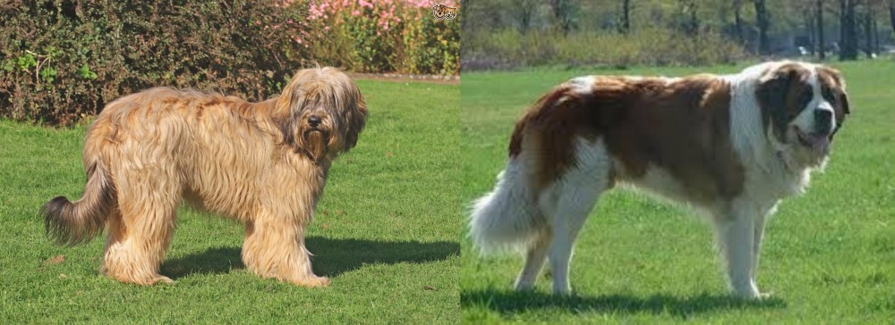 Moscow Watchdog vs Catalan Sheepdog - Breed Comparison