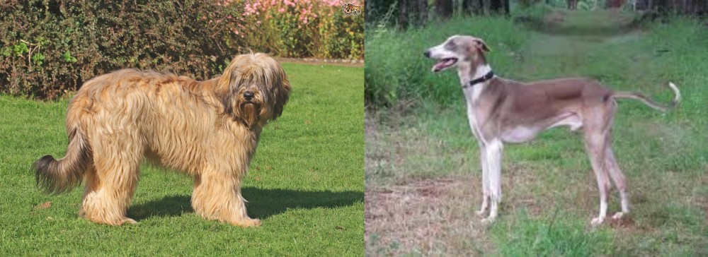Mudhol Hound vs Catalan Sheepdog - Breed Comparison