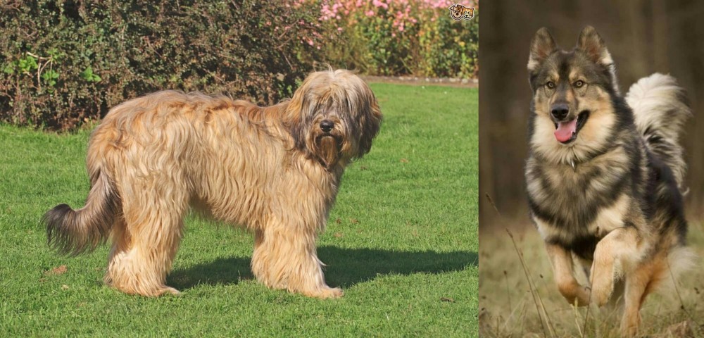 Native American Indian Dog vs Catalan Sheepdog - Breed Comparison