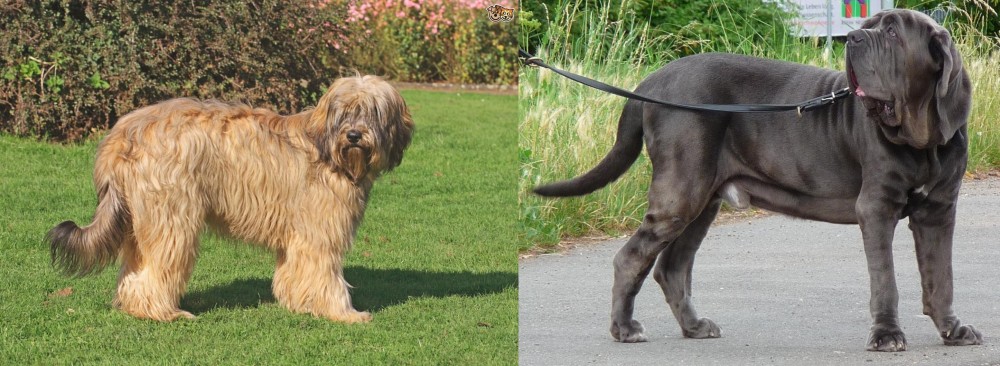 Neapolitan Mastiff vs Catalan Sheepdog - Breed Comparison