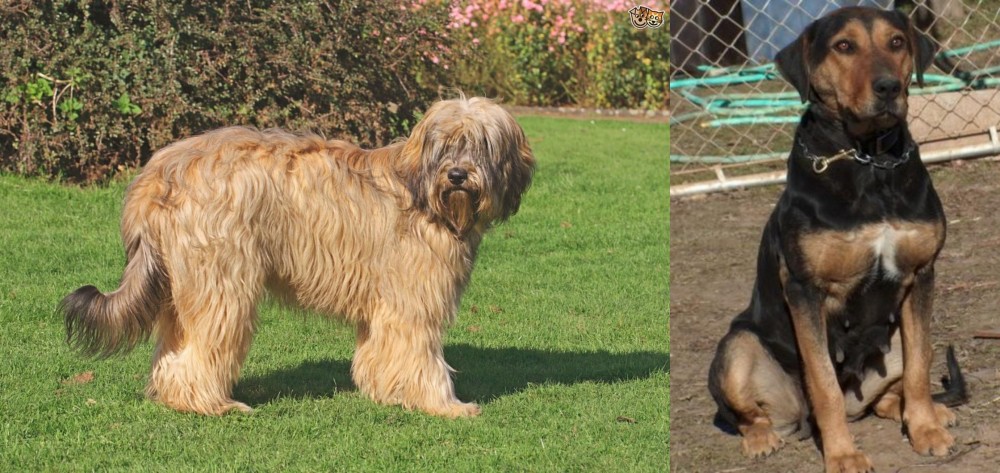 New Zealand Huntaway vs Catalan Sheepdog - Breed Comparison