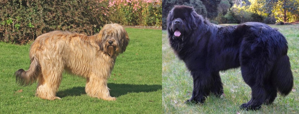 Newfoundland Dog vs Catalan Sheepdog - Breed Comparison
