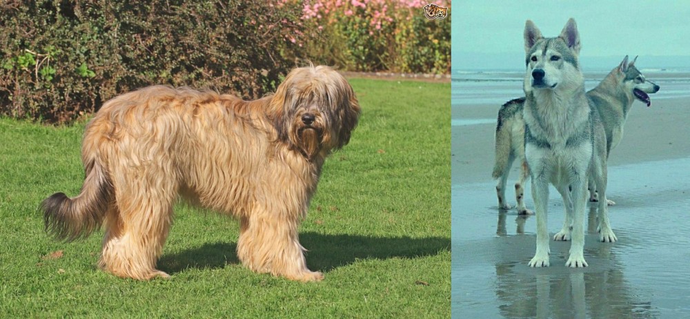 Northern Inuit Dog vs Catalan Sheepdog - Breed Comparison