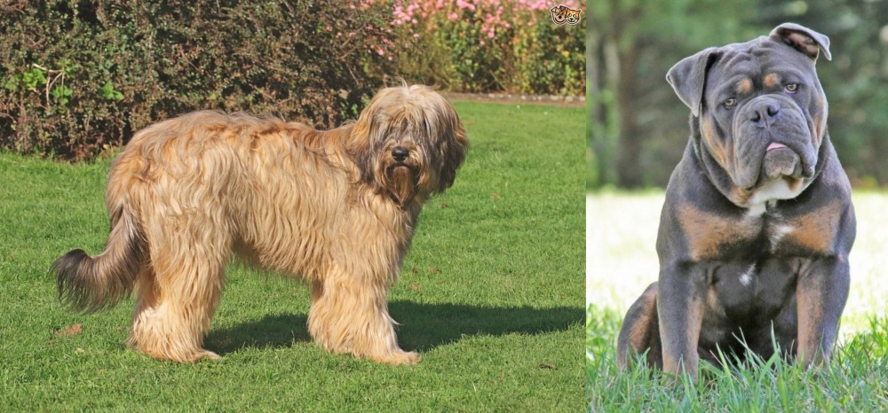Olde English Bulldogge vs Catalan Sheepdog - Breed Comparison