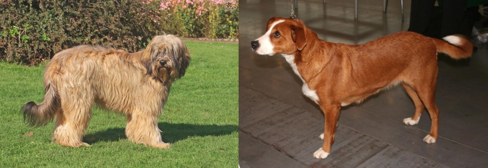 Osterreichischer Kurzhaariger Pinscher vs Catalan Sheepdog - Breed Comparison