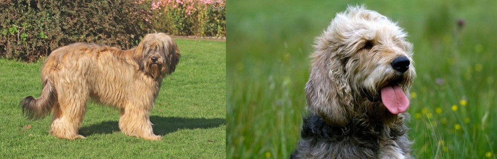 Otterhound vs Catalan Sheepdog - Breed Comparison