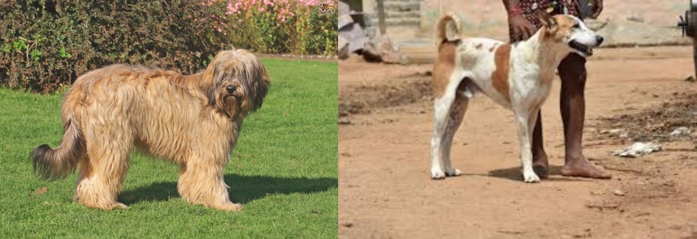 Pandikona vs Catalan Sheepdog - Breed Comparison