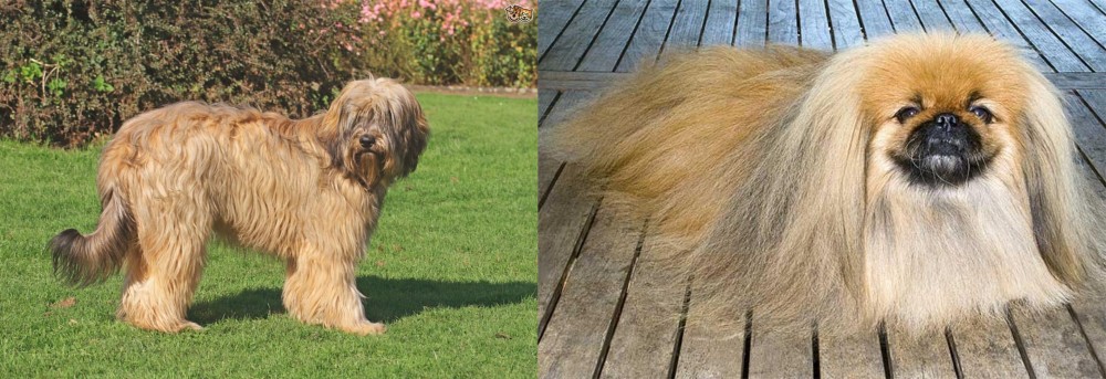 Pekingese vs Catalan Sheepdog - Breed Comparison
