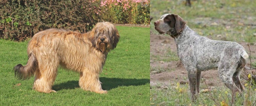 Perdiguero de Burgos vs Catalan Sheepdog - Breed Comparison