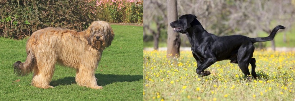 Perro de Pastor Mallorquin vs Catalan Sheepdog - Breed Comparison