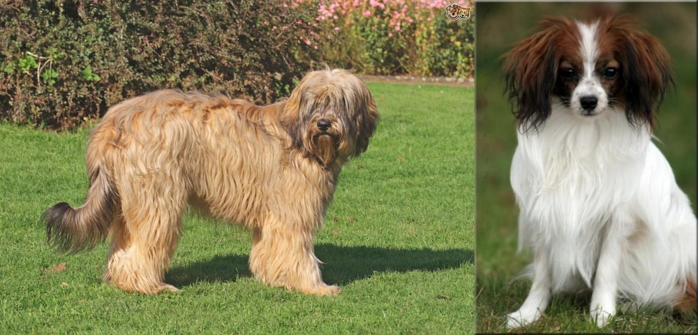 Phalene vs Catalan Sheepdog - Breed Comparison