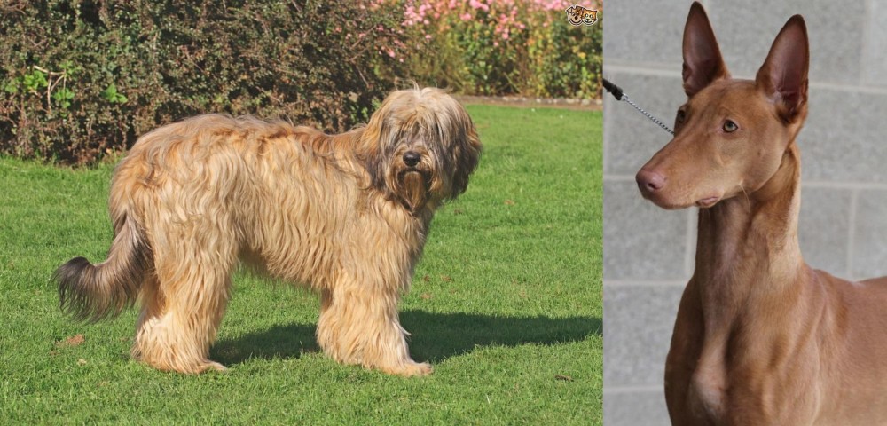 Pharaoh Hound vs Catalan Sheepdog - Breed Comparison