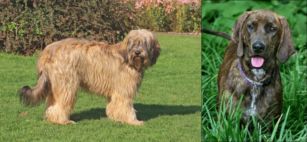 Plott Hound vs Catalan Sheepdog - Breed Comparison