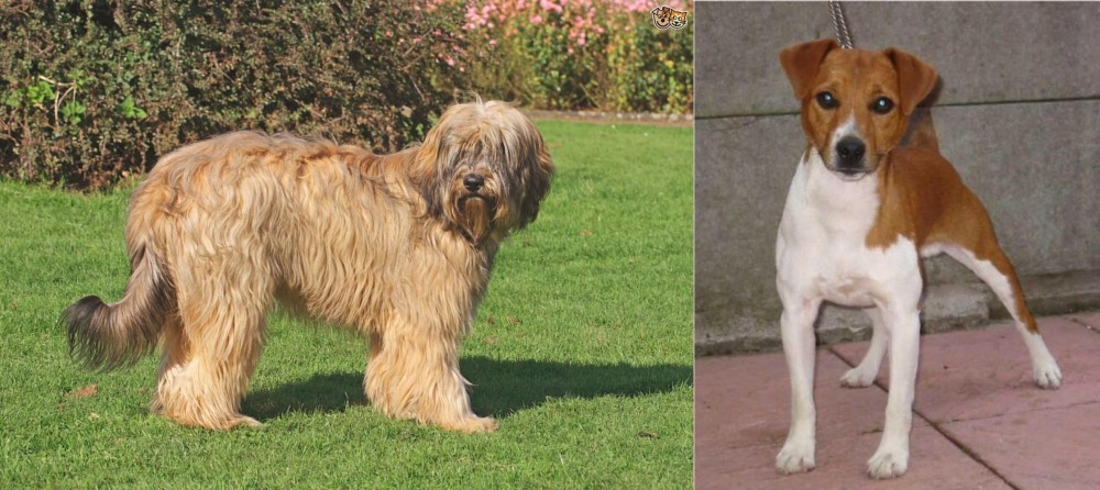 Plummer Terrier vs Catalan Sheepdog - Breed Comparison