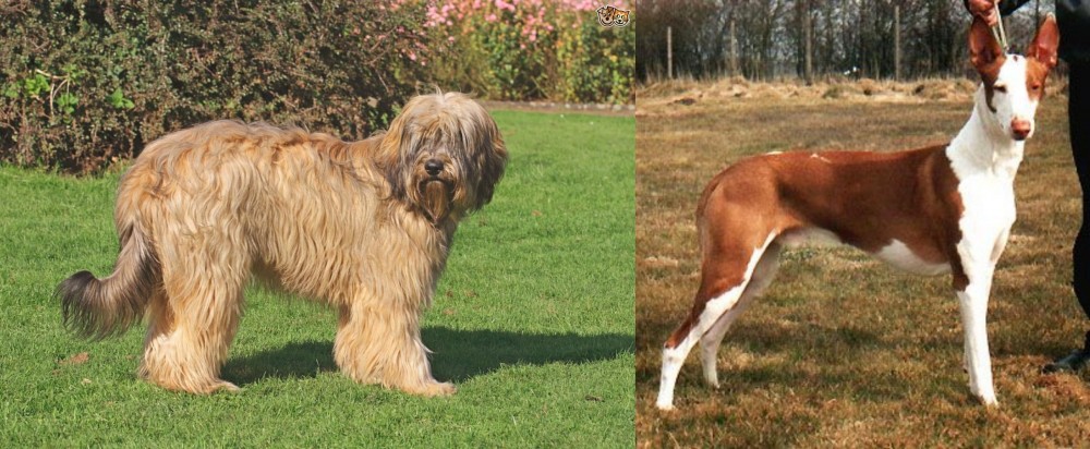 Podenco Canario vs Catalan Sheepdog - Breed Comparison