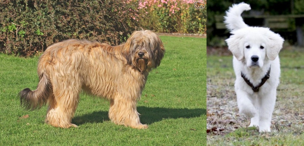 Polish Tatra Sheepdog vs Catalan Sheepdog - Breed Comparison
