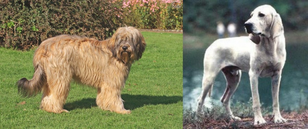 Porcelaine vs Catalan Sheepdog - Breed Comparison
