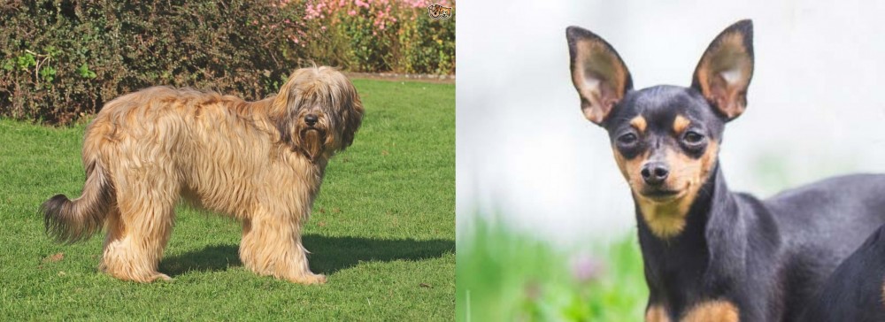 Prazsky Krysarik vs Catalan Sheepdog - Breed Comparison