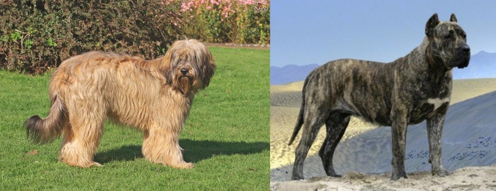 Presa Canario vs Catalan Sheepdog - Breed Comparison