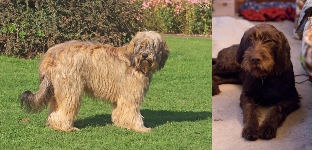 Pudelpointer vs Catalan Sheepdog - Breed Comparison