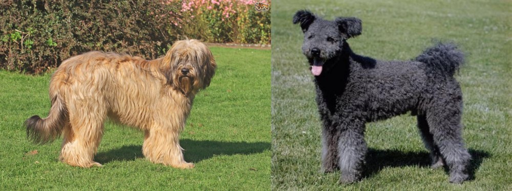 Pumi vs Catalan Sheepdog - Breed Comparison