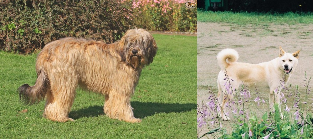 Pungsan Dog vs Catalan Sheepdog - Breed Comparison