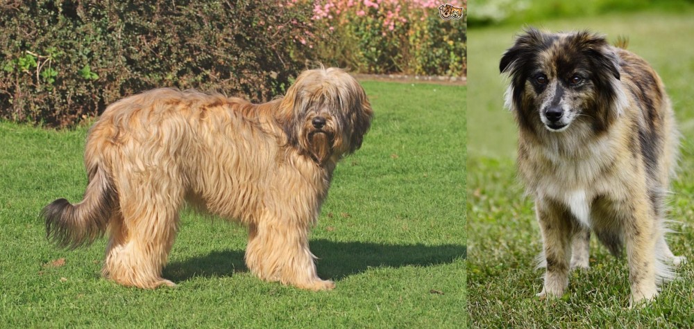 Pyrenean Shepherd vs Catalan Sheepdog - Breed Comparison