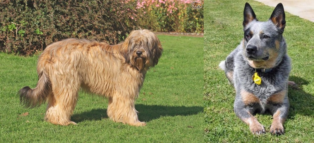 Queensland Heeler vs Catalan Sheepdog - Breed Comparison