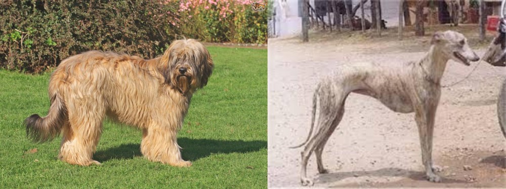 Rampur Greyhound vs Catalan Sheepdog - Breed Comparison