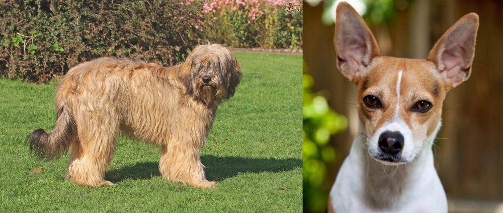 Rat Terrier vs Catalan Sheepdog - Breed Comparison