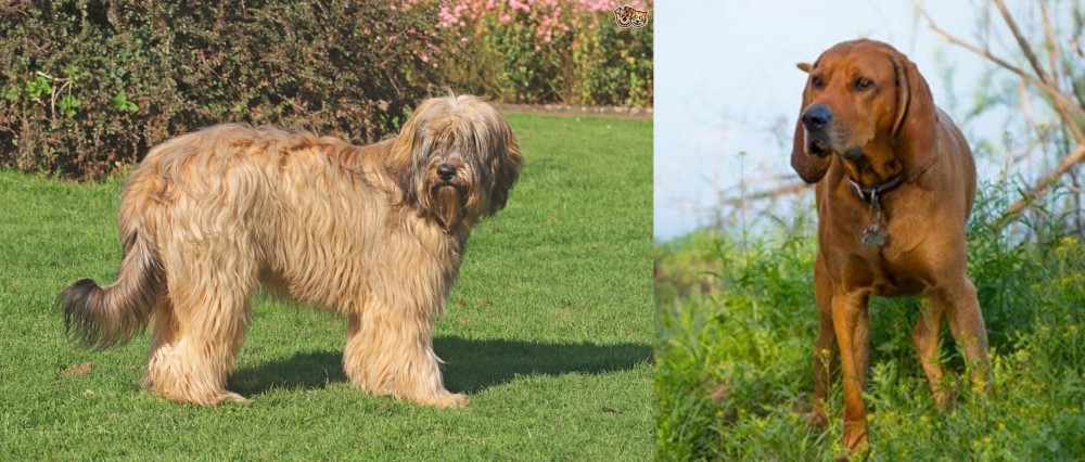 Redbone Coonhound vs Catalan Sheepdog - Breed Comparison