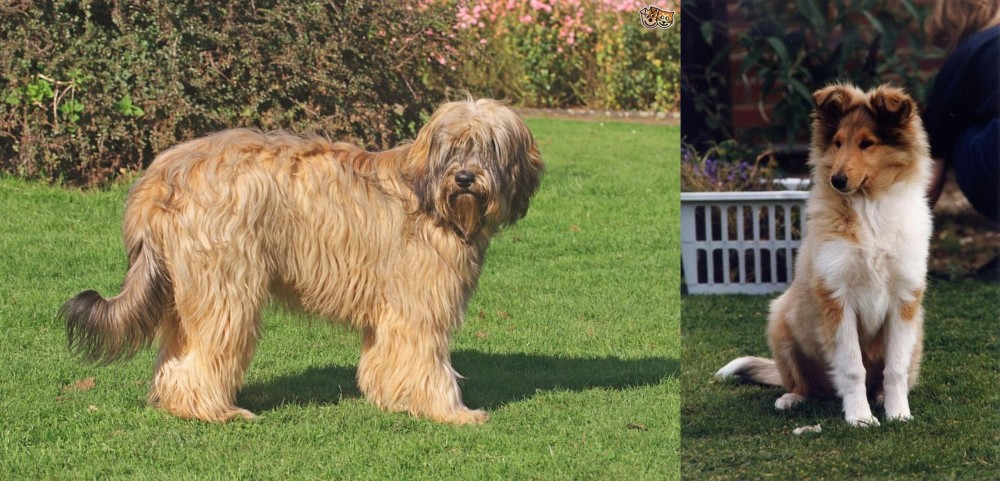 Rough Collie vs Catalan Sheepdog - Breed Comparison