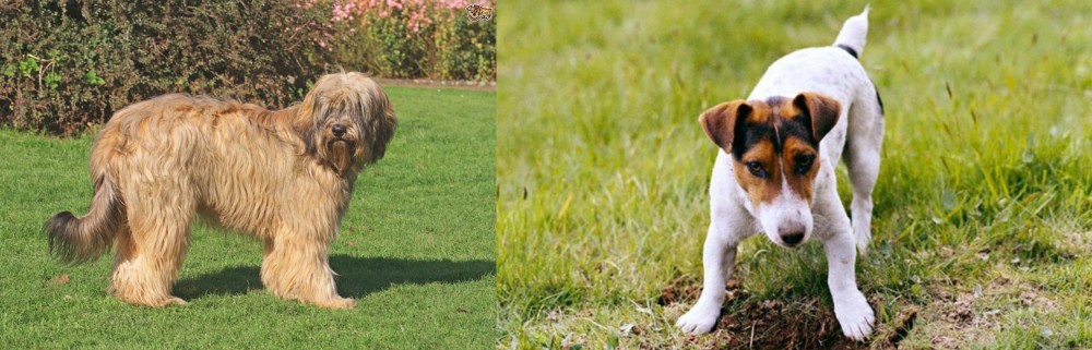 Russell Terrier vs Catalan Sheepdog - Breed Comparison