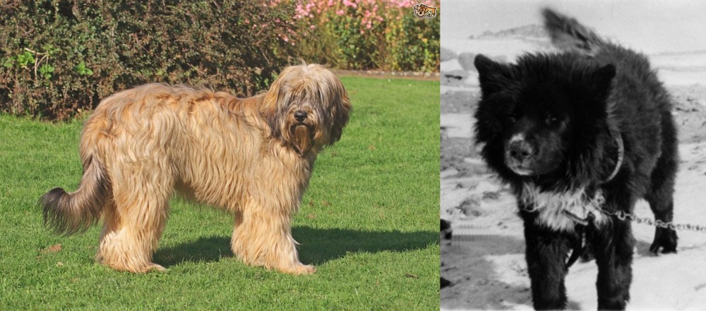 Sakhalin Husky vs Catalan Sheepdog - Breed Comparison