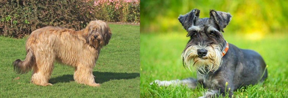 Schnauzer vs Catalan Sheepdog - Breed Comparison