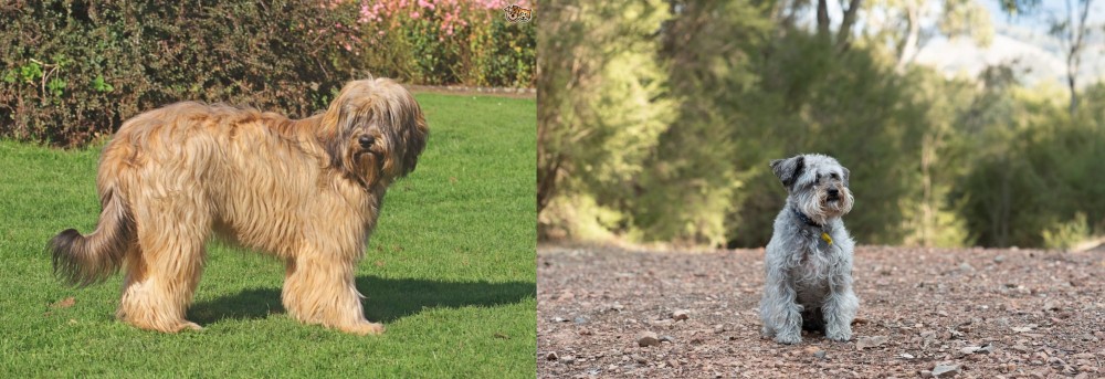 Schnoodle vs Catalan Sheepdog - Breed Comparison