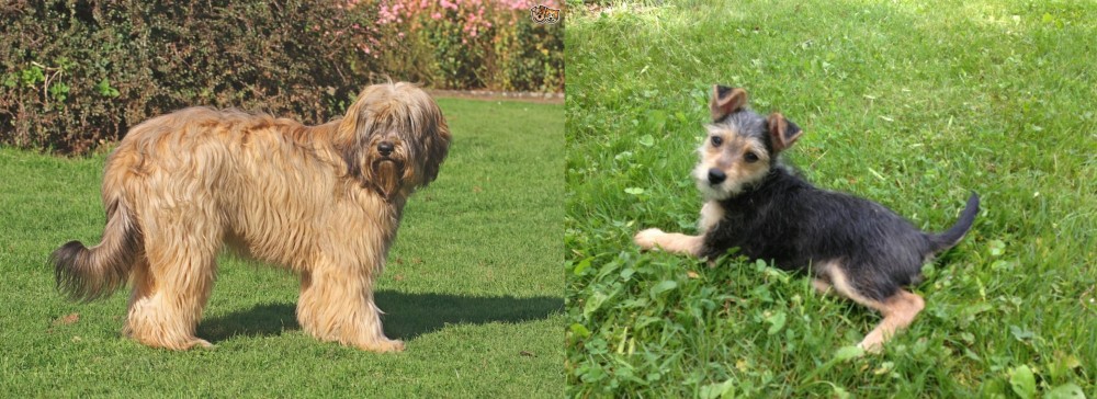 Schnorkie vs Catalan Sheepdog - Breed Comparison