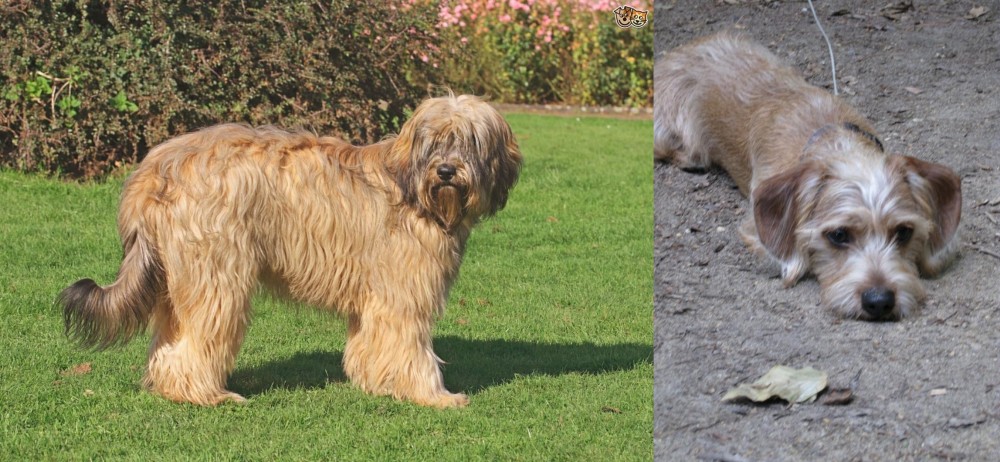 Schweenie vs Catalan Sheepdog - Breed Comparison