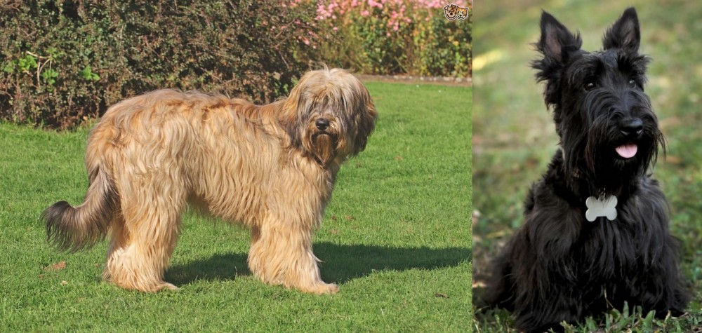 Scoland Terrier vs Catalan Sheepdog - Breed Comparison