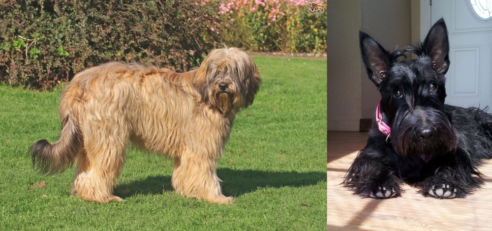 Scottish Terrier vs Catalan Sheepdog - Breed Comparison