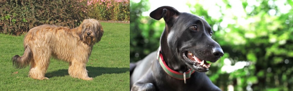 Shepard Labrador vs Catalan Sheepdog - Breed Comparison