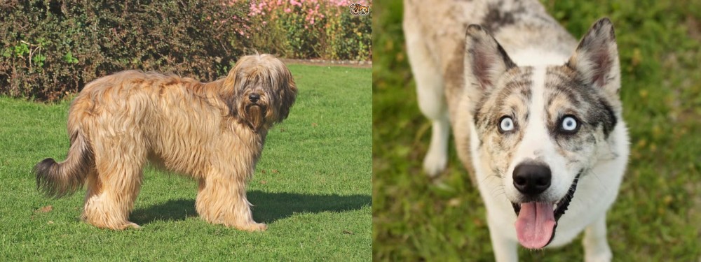 Shepherd Husky vs Catalan Sheepdog - Breed Comparison