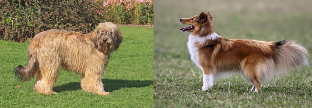 Shetland Sheepdog vs Catalan Sheepdog - Breed Comparison