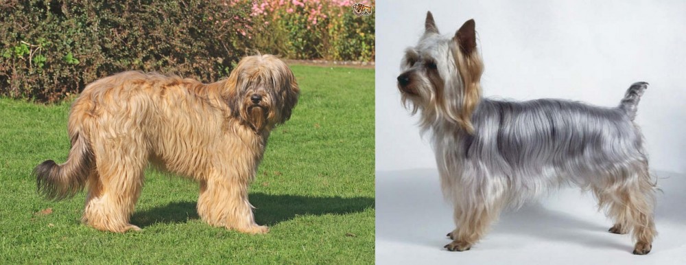 Silky Terrier vs Catalan Sheepdog - Breed Comparison