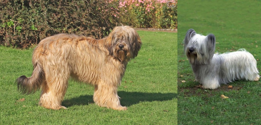 Skye Terrier vs Catalan Sheepdog - Breed Comparison