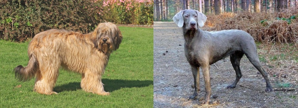 Slovensky Hrubosrsty Stavac vs Catalan Sheepdog - Breed Comparison