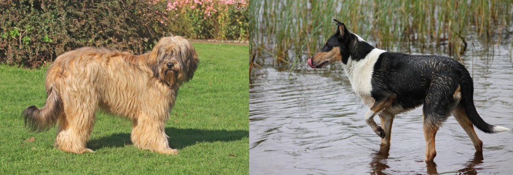 Smooth Collie vs Catalan Sheepdog - Breed Comparison