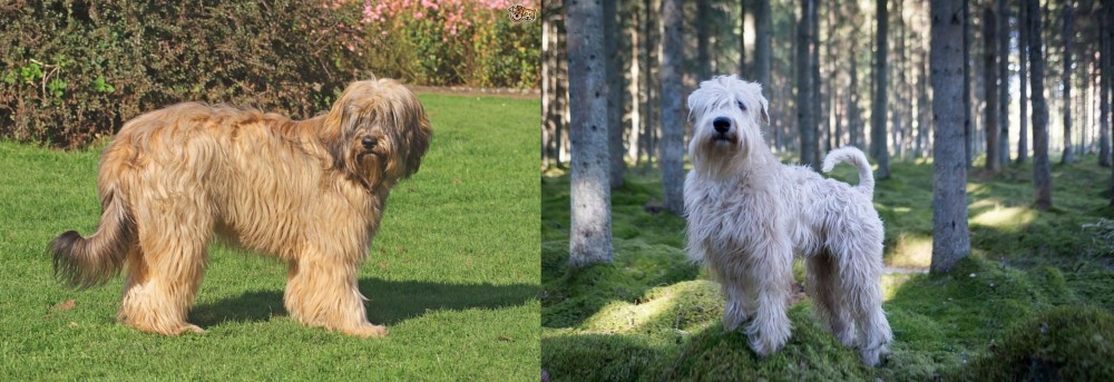 Soft-Coated Wheaten Terrier vs Catalan Sheepdog - Breed Comparison