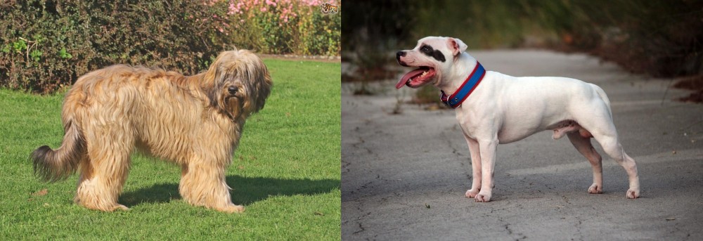 Staffordshire Bull Terrier vs Catalan Sheepdog - Breed Comparison